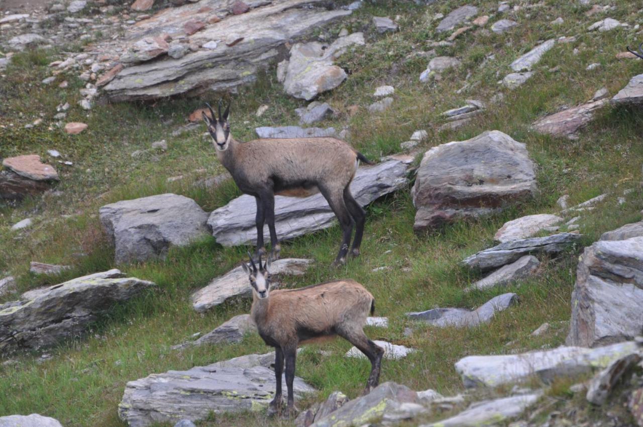 Casa Del Parco Dell'Adamello Di Vezza D'Oglio Pansiyon Dış mekan fotoğraf